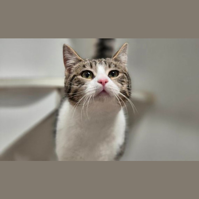 Photo of Peggy Sue 