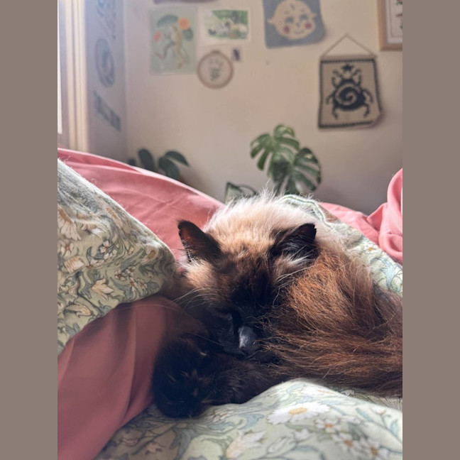 Photo of Jinx