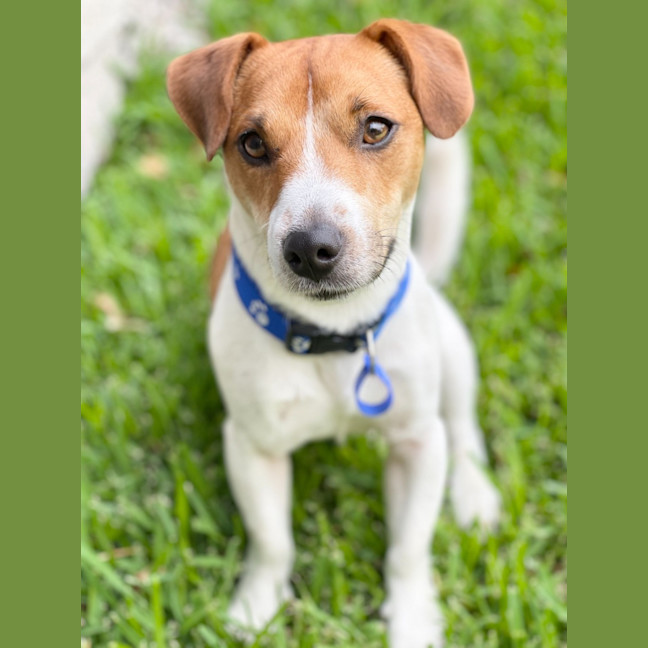 Photo of Dale   18 Month Old Jack Russell 