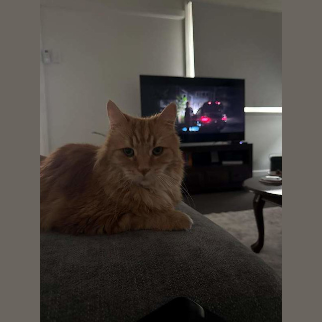 Photo of Harley