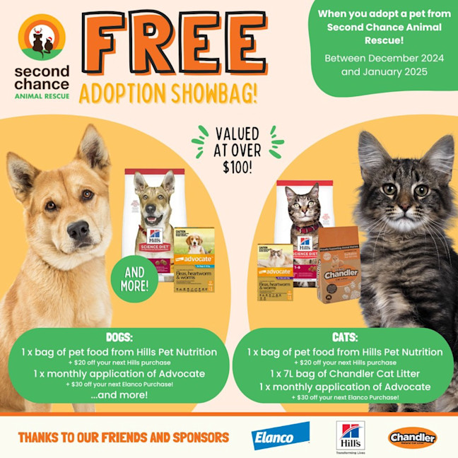 Photo of Harvey (Previously Sir Butterscotch)