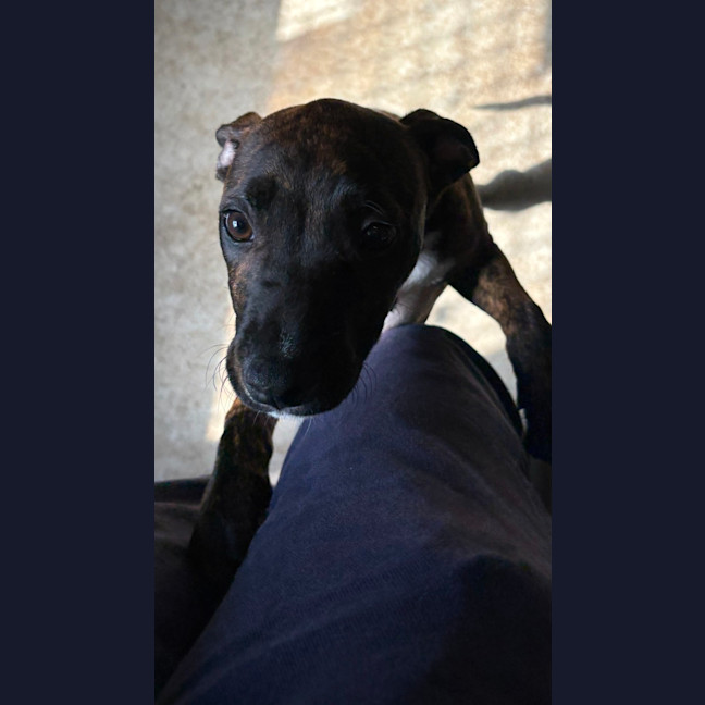 Photo of Gooseberry