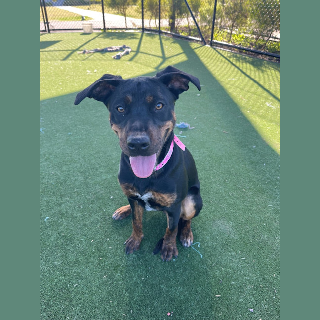 Photo of Rosa Imp 1309