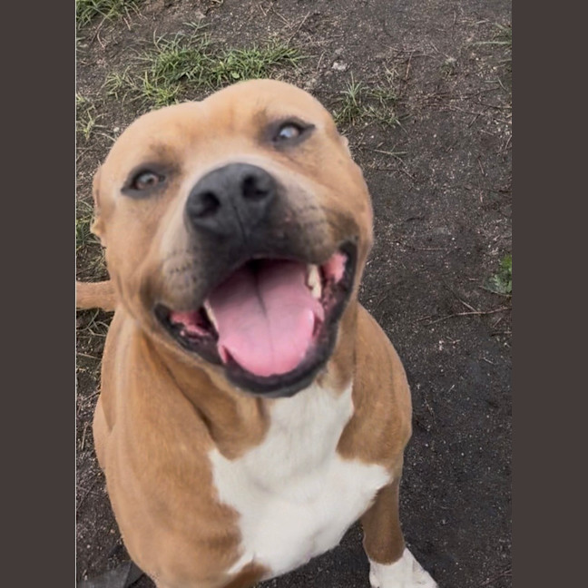 Photo of Scooby