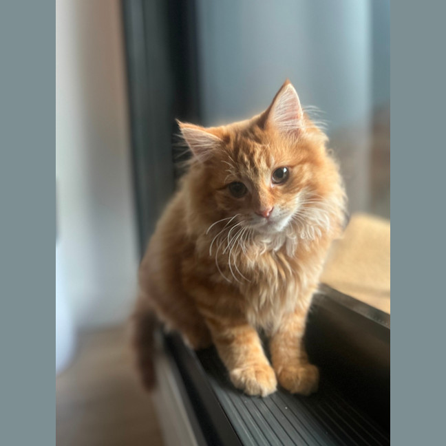 Photo of Sam   Located In Kensington