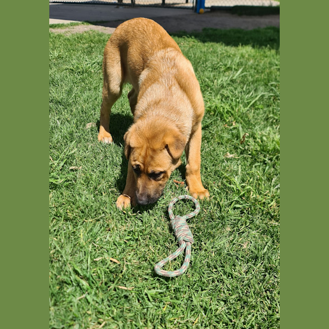 Photo of Samson 