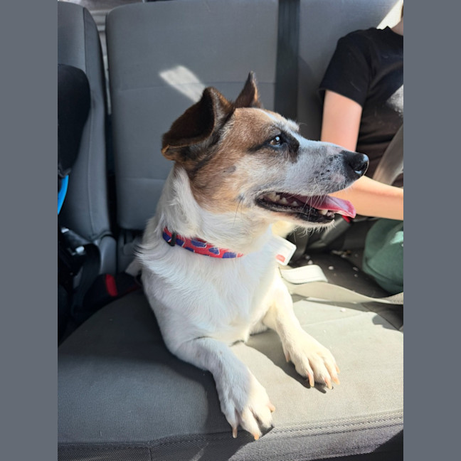 Photo of Bindie