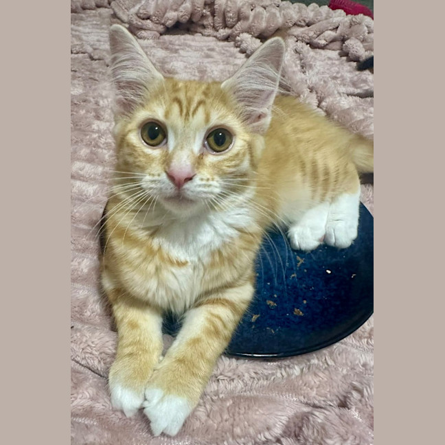 Photo of Tilly Torrens