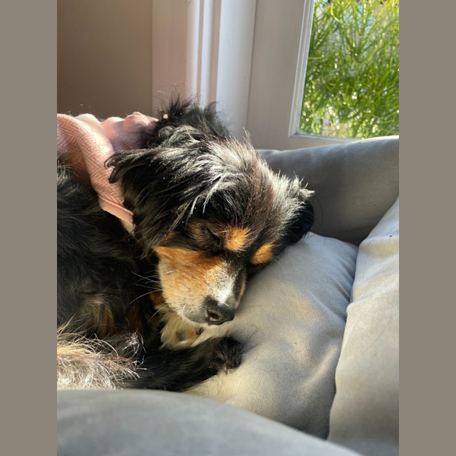 Photo of Sir Battenberg