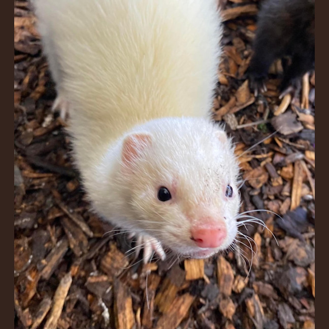 Photo of Sid & Digby