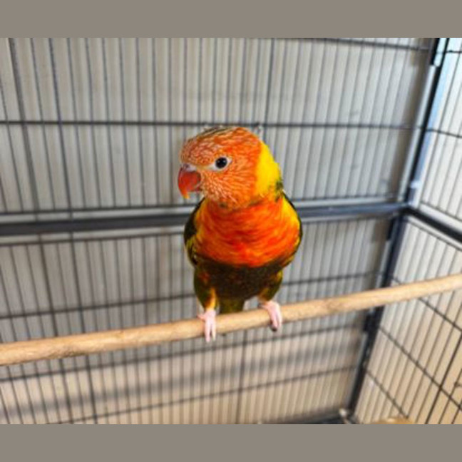 Photo of Mango