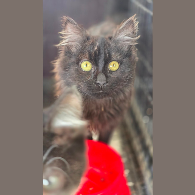 Photo of Snips