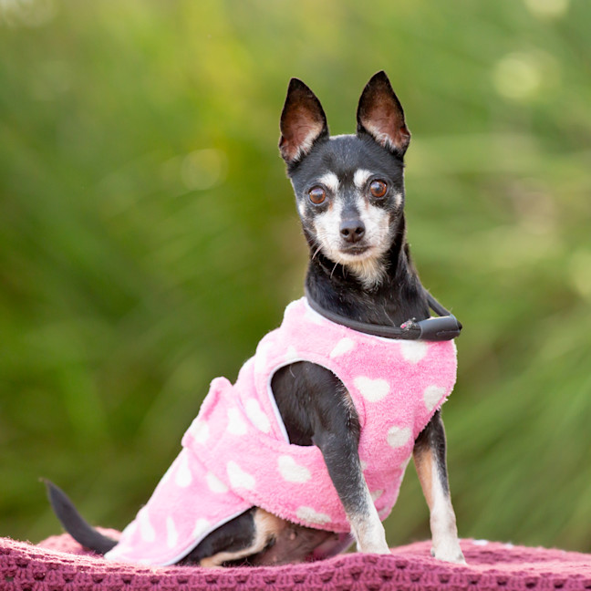 Photo of Spark