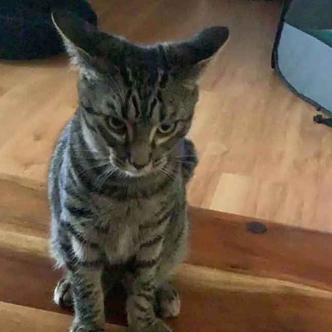Photo of Dewie
