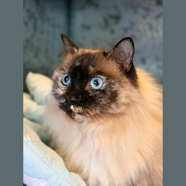Photo of Aurora