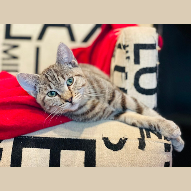 Photo of Skylar   Located In Pascoe Vale 