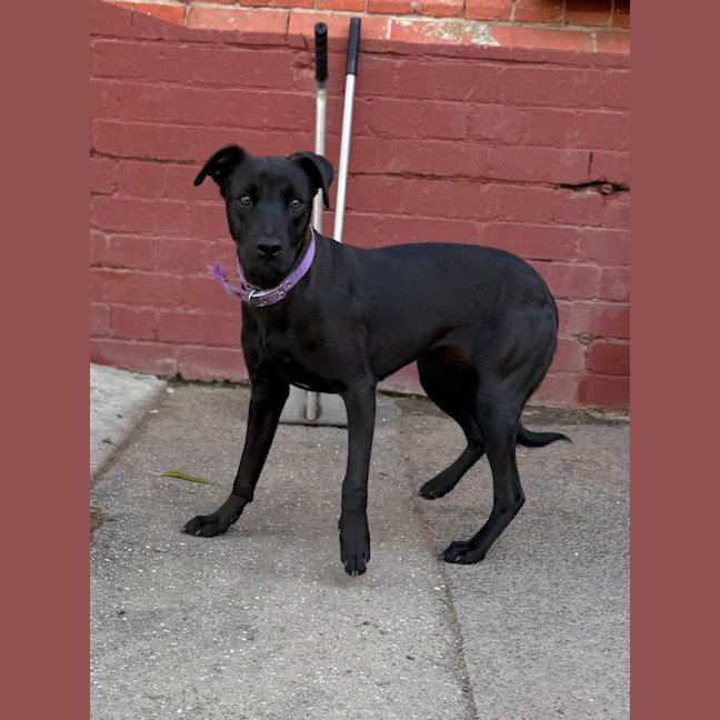 Photo of Olive