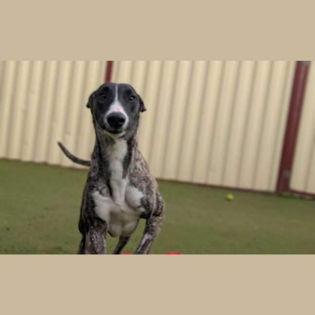 Photo of Rockstar
