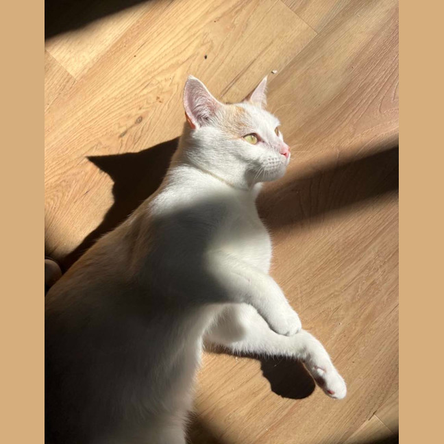 Photo of Snowy