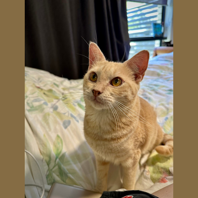 Photo of Loki