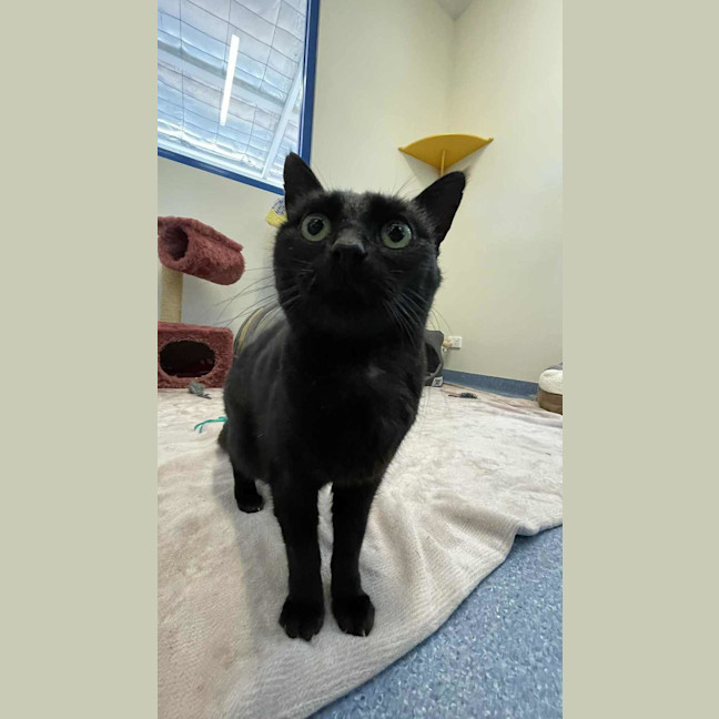 Photo of Tuppence