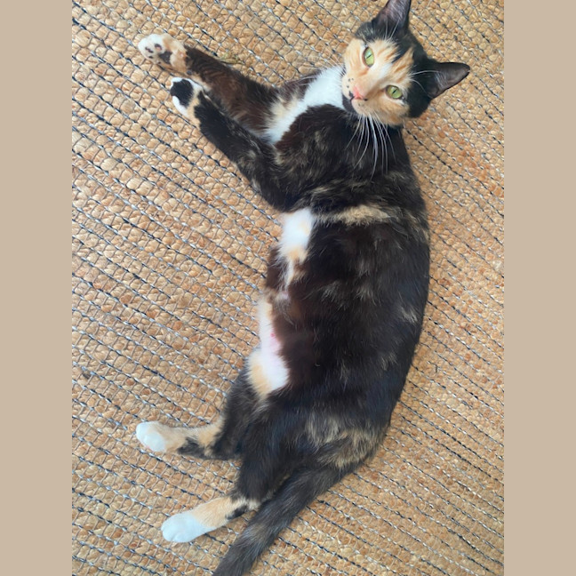Photo of Honey