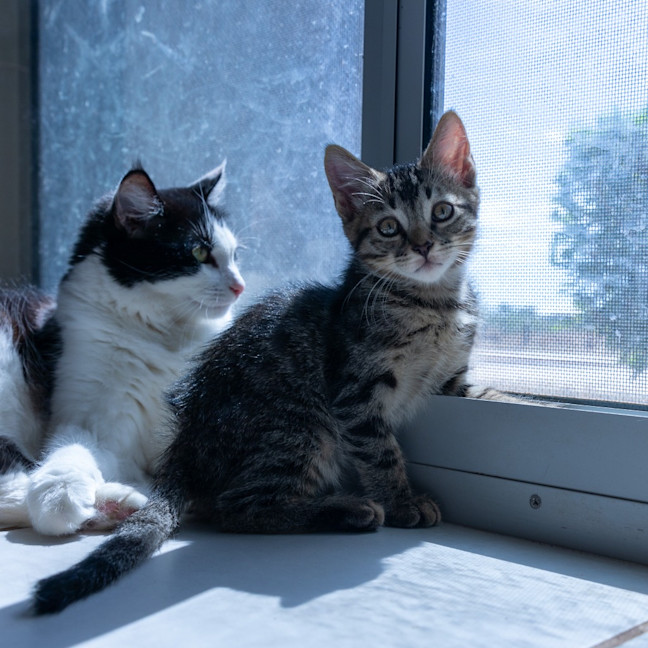 Photo of Ziggy Stardust