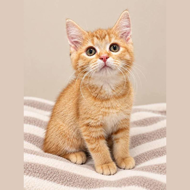 Photo of Toffie