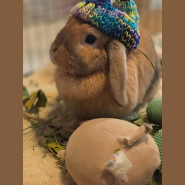 Photo of Bunbuns