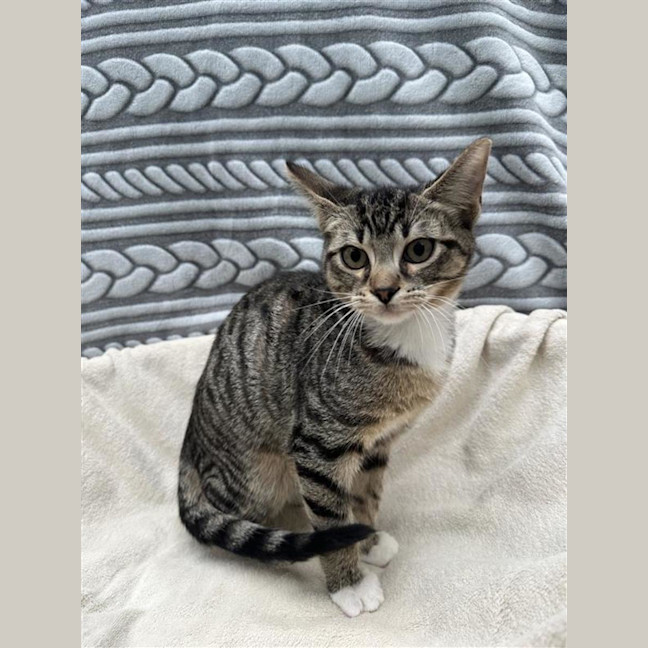 Photo of Mango