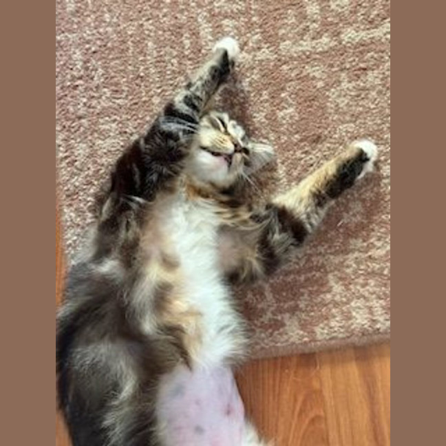 Photo of Molly   Available At Pe Tquarters Glendale