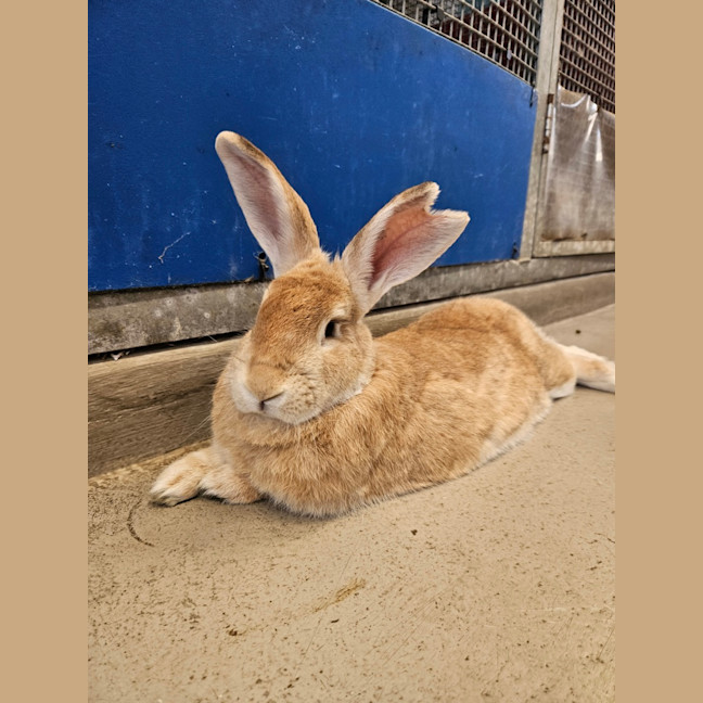 Photo of Caramel