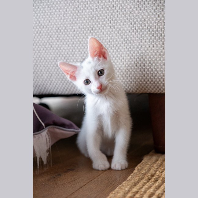 Photo of Loki