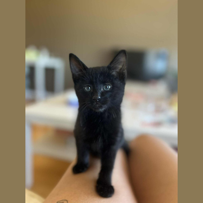 Photo of Riven (Puddin)