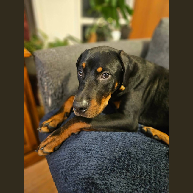 Photo of Murphy