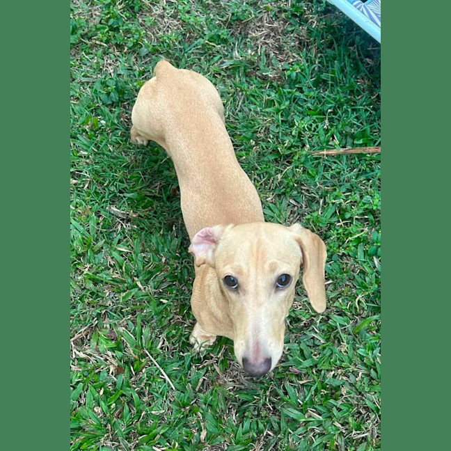 Photo of Archie