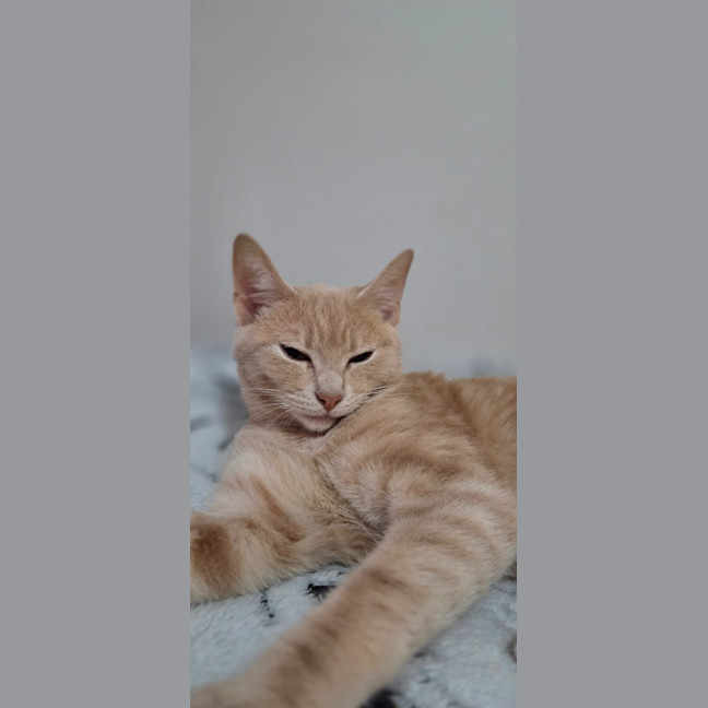 Photo of Caramilk