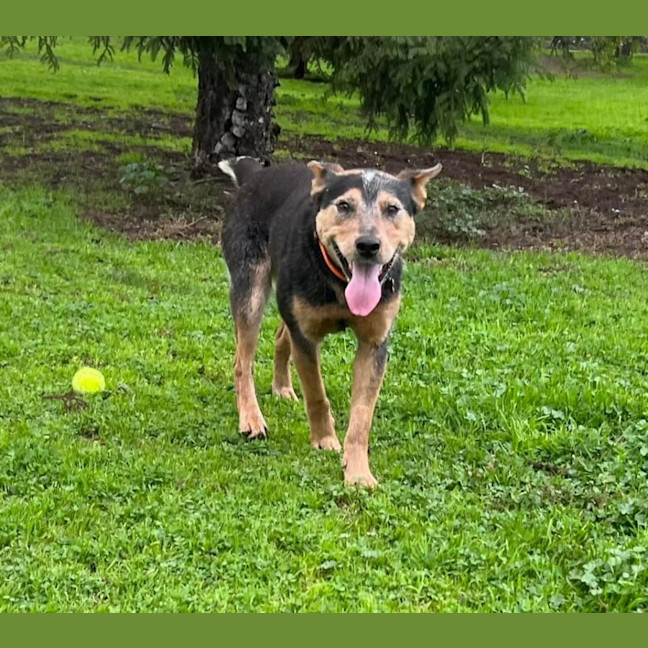 Photo of Banjo