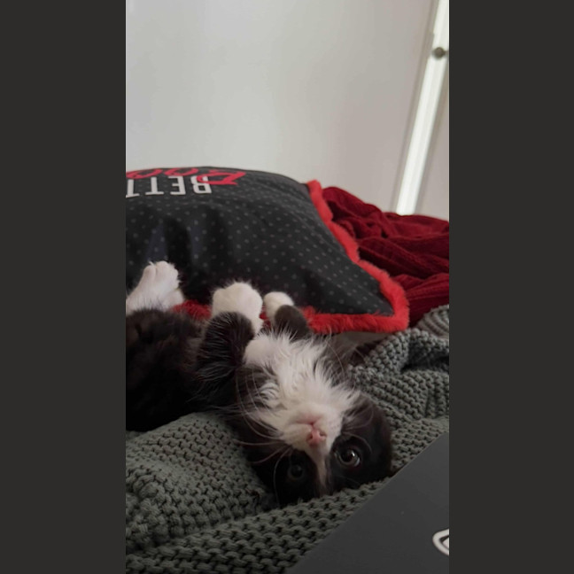 Photo of Sweet Potato