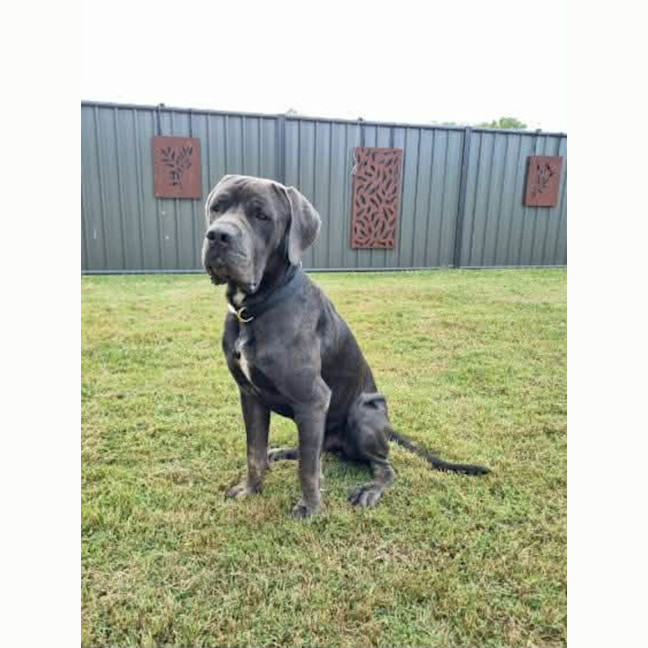 Photo of Clifford