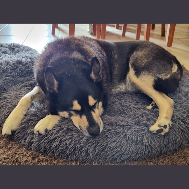 Photo of Ace Ventura