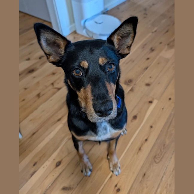 Photo of Toby   7 Year Old Kelpie