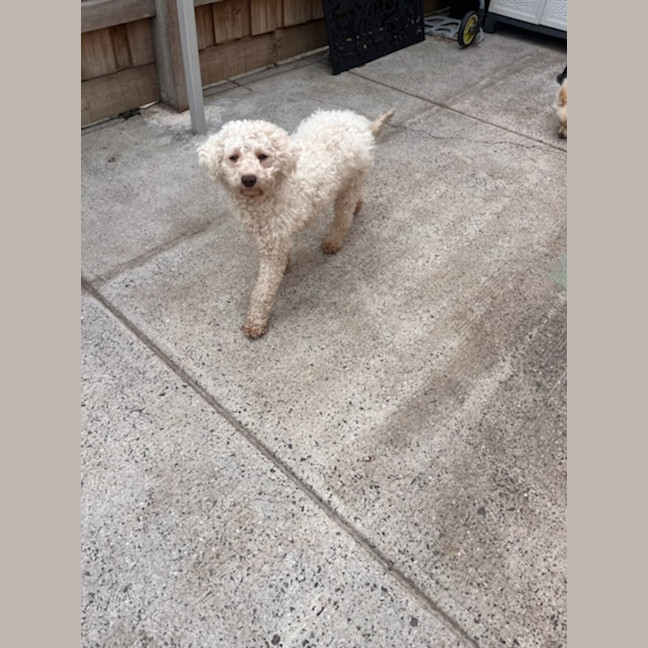Photo of Pearl