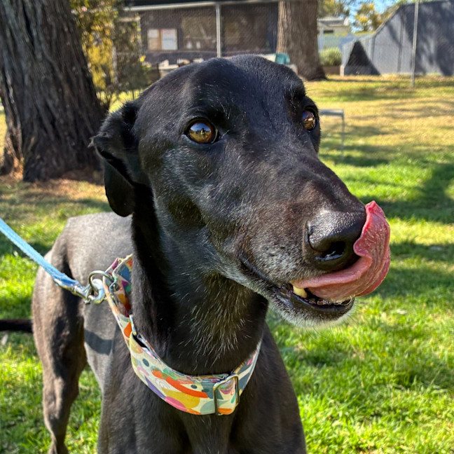 Photo of Moses The Greyhound