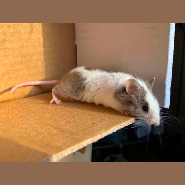 Photo of Remus