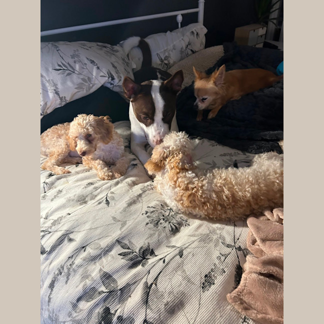 Photo of Mocca