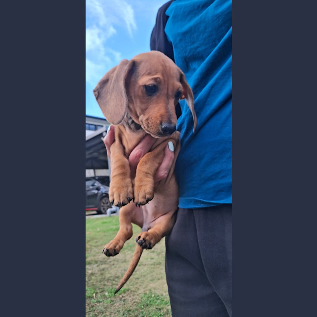 Photo of Peanut