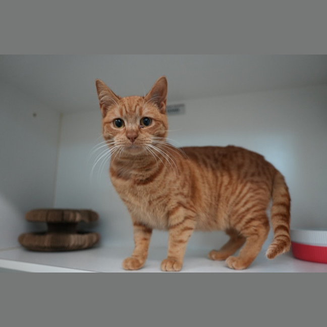 Photo of Cheese Supreme