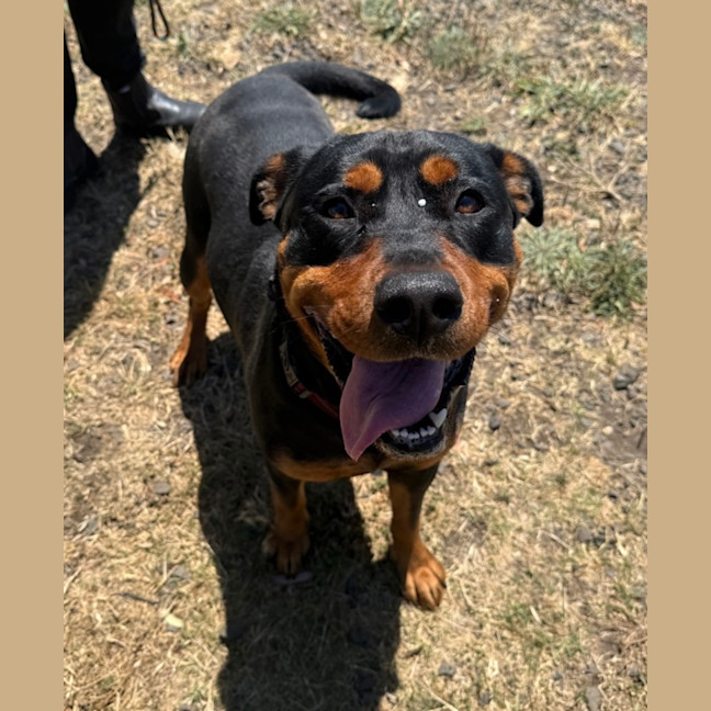 Photo of Tilly (67871)