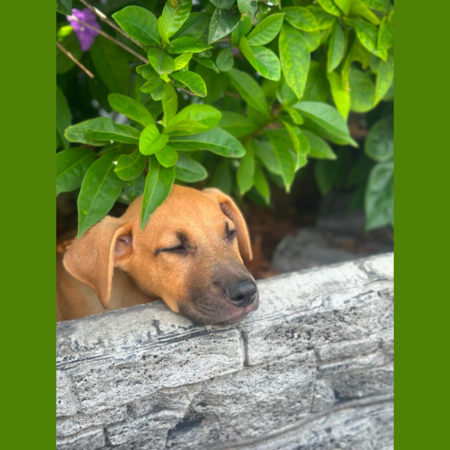 Photo of Kiki 🐶🌺🐶